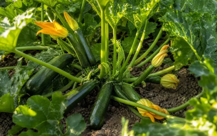 Stop eind augustus niet zomaar met courgettes oogsten: dit gebeurt er met de plant