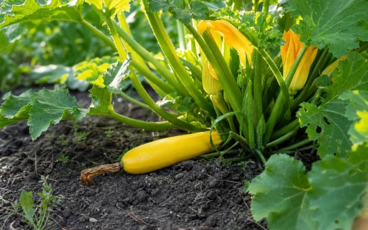 Waarom courgettevruchten soms klein blijven en rotten