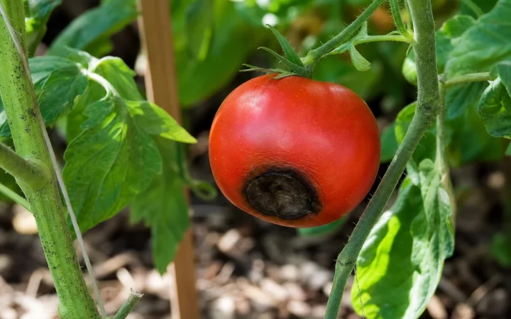 Waarom tomaten onderaan donkere plekken kunnen krijgen