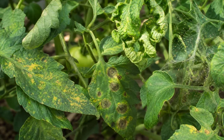 Zo herken je problemen aan de bladeren van je tomatenplant